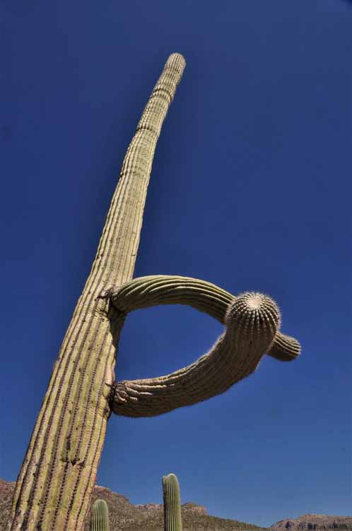 saguaro